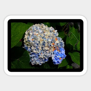 Blue Hydrangea Sticker